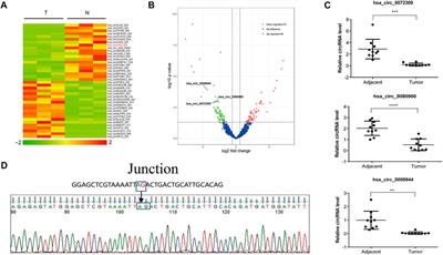 Downregulation of circLIFR exerts cancer-promoting effects on hepatocellular carcinoma in vitro